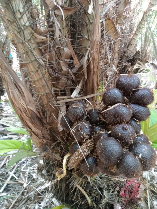 SALAK